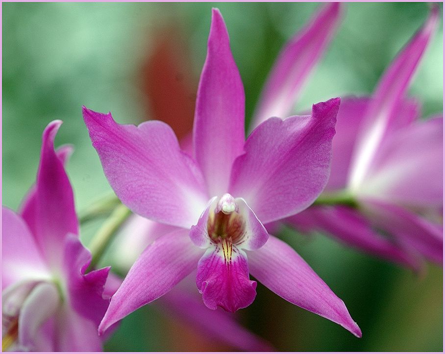 Laelia anceps