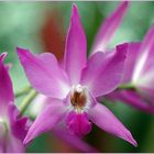 Laelia anceps