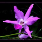 Laelia 'anceps'