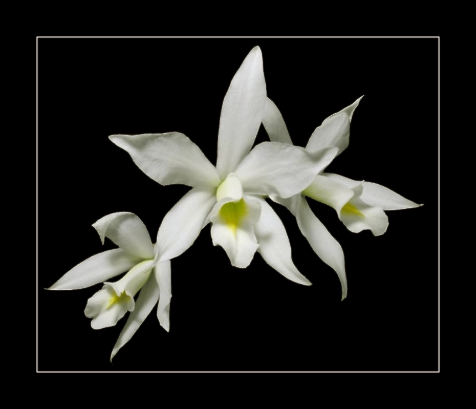 Laelia anceps var. alba