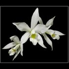 Laelia anceps var. alba