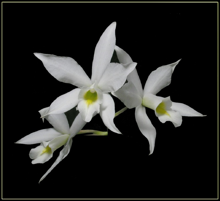 Laelia Anceps Var. Alba