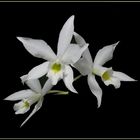 Laelia Anceps Var. Alba