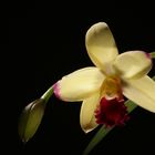 Laelia