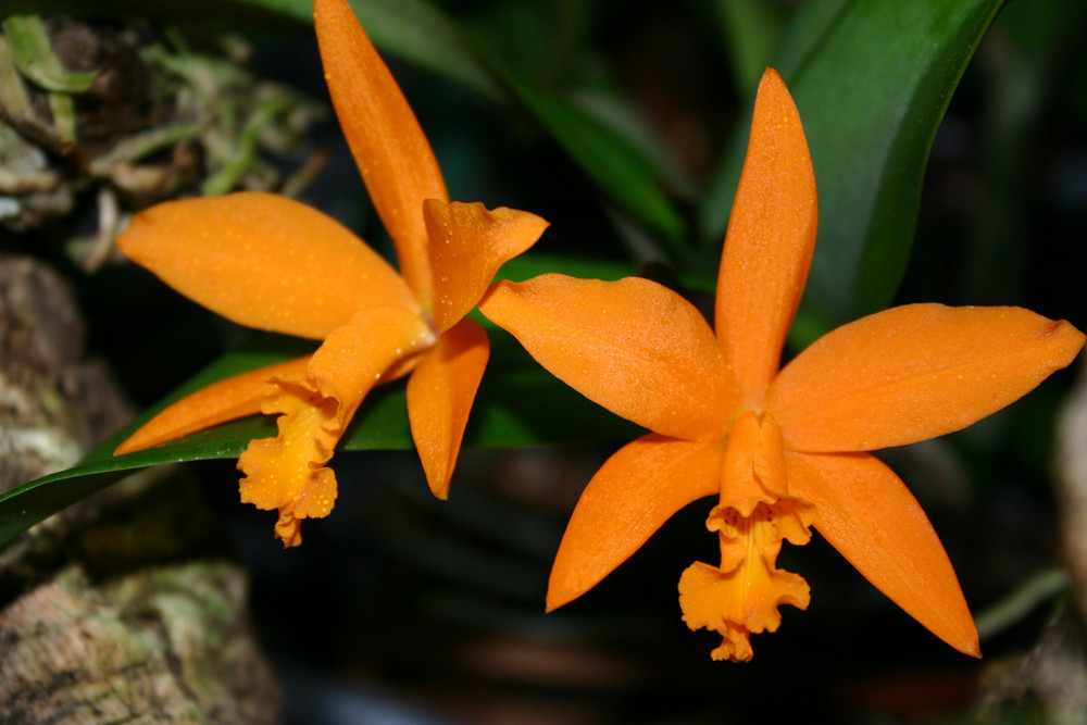 Laelia-Hybride