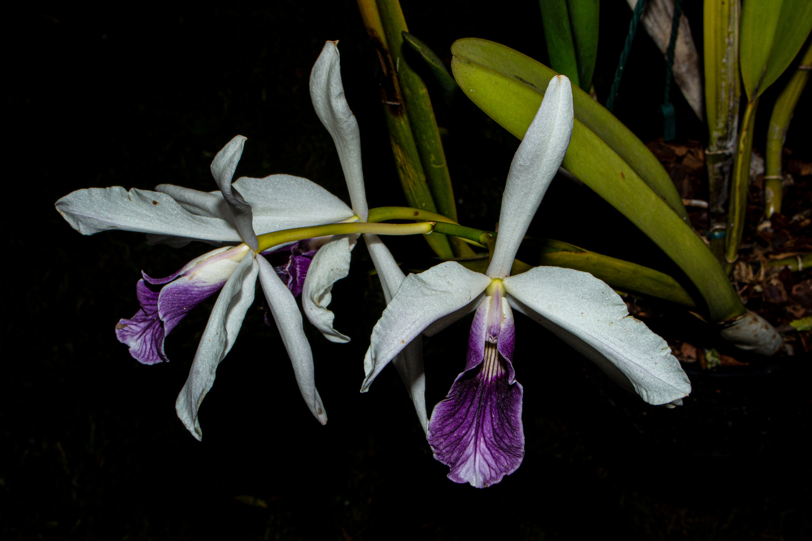 Laelia purpurata var. Werkhauserii