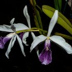 Laelia purpurata var. Werkhauserii