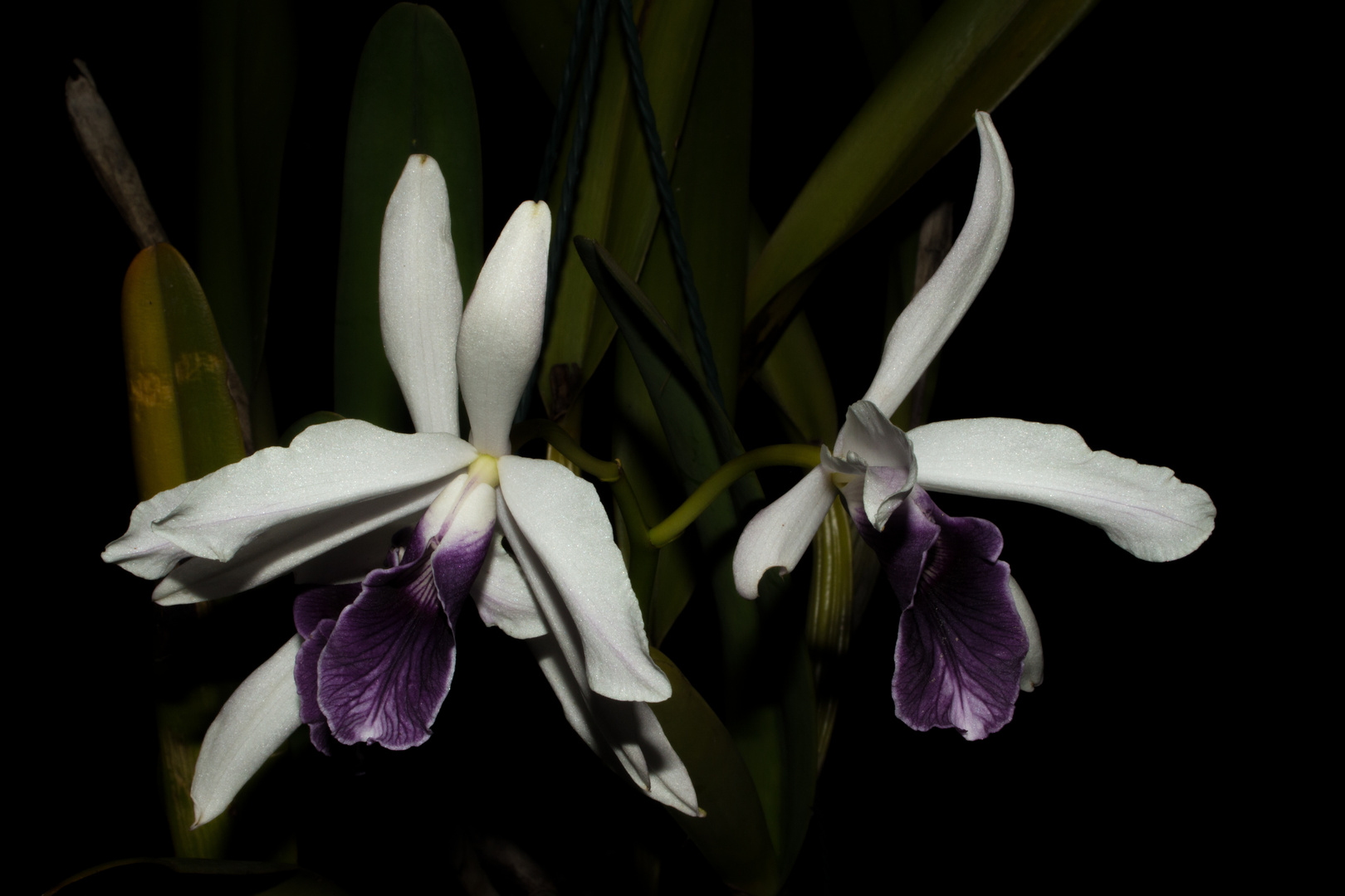 Laelia purpurata var. Werkhauserii