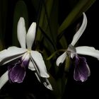 Laelia purpurata var. Werkhauserii