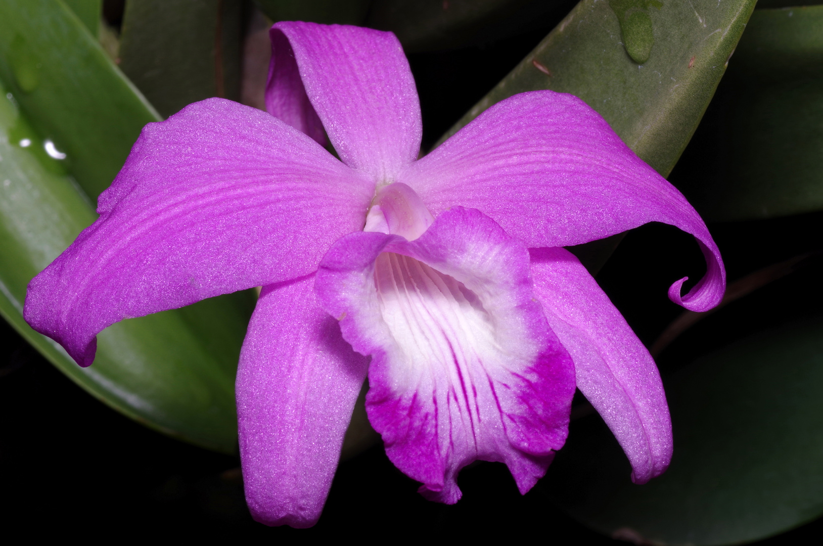 Laelia sincorana