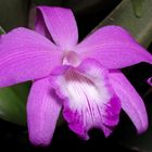 Laelia sincorana