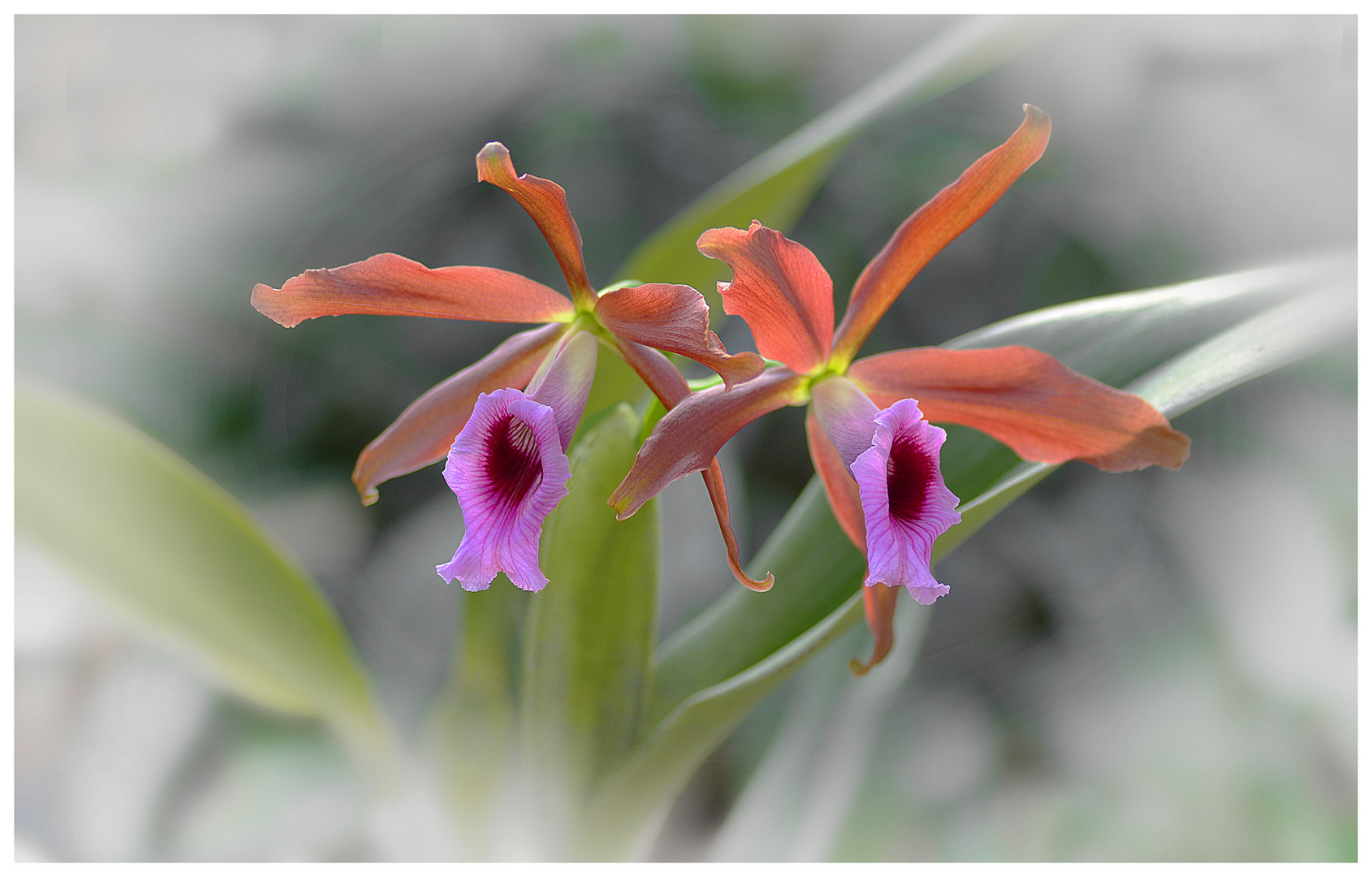 Laelia tenebrosa