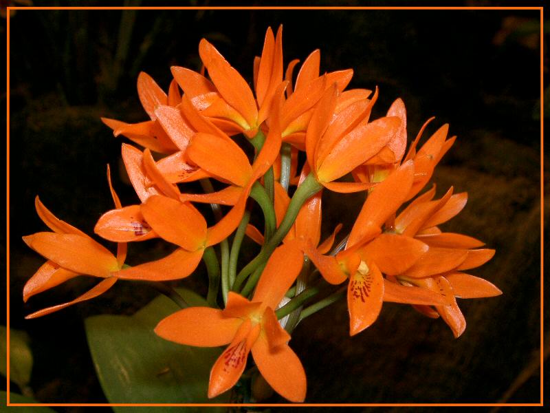 Laeliocattleya Chit Chat Tangerine