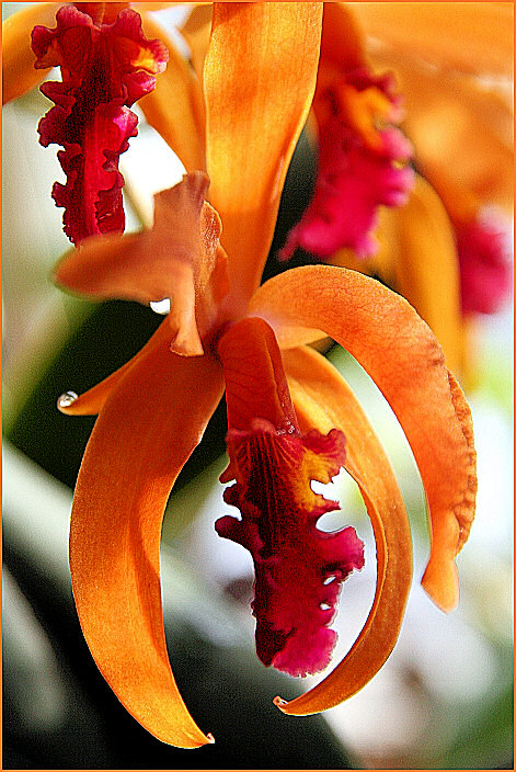 Laeliocattleya "Günter Leipfinger"