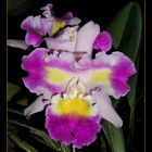 Laeliocattleya prism palette