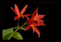 Laeliocattleya rojo.