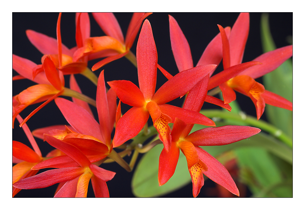 Laeliocattleya rojo