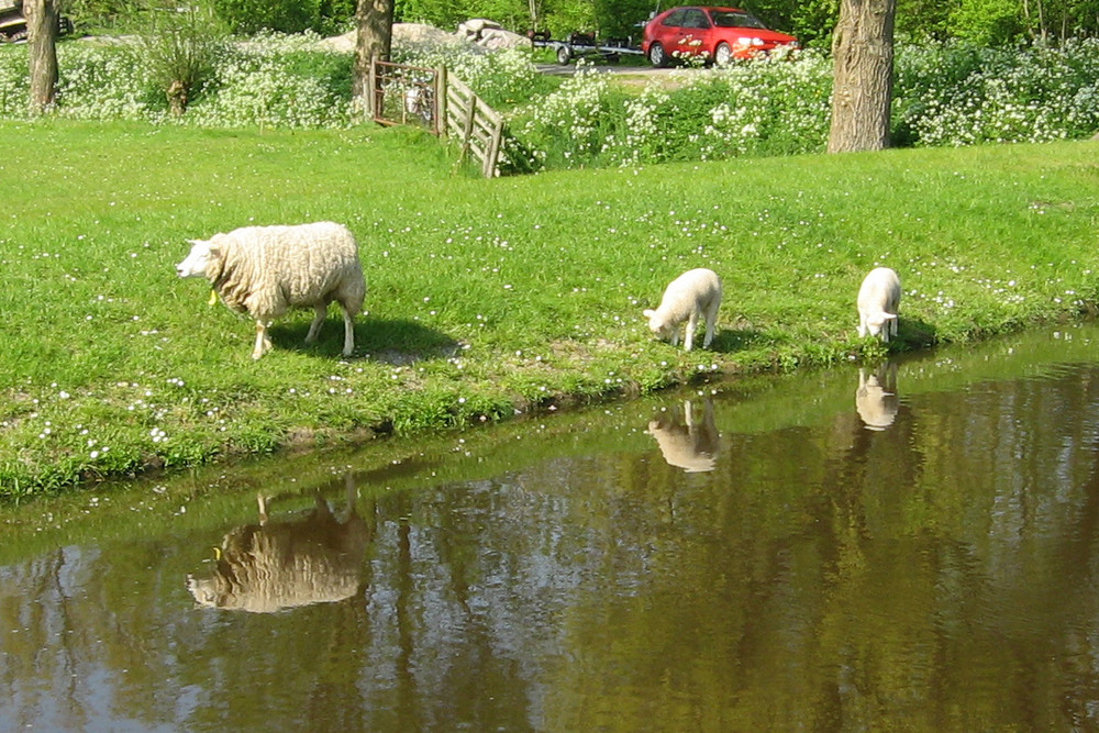 Lämer und Schaf! aus der schönen Niederlande