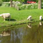 Lämer und Schaf! aus der schönen Niederlande