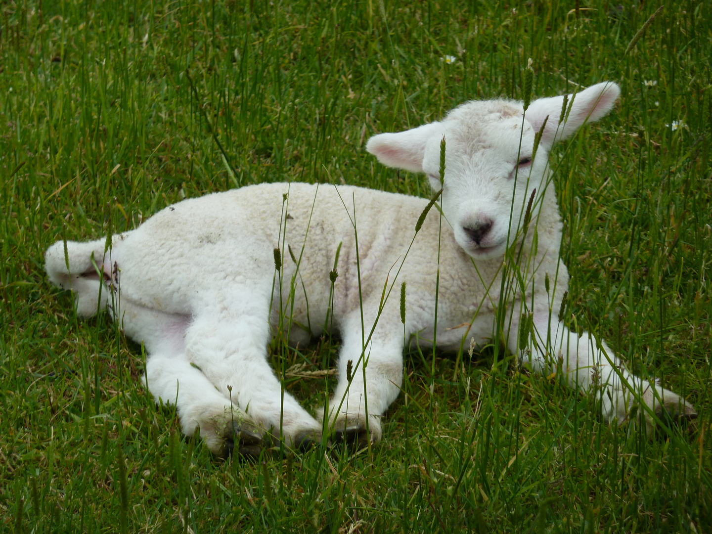 Lämmchen Foto &amp; Bild | tiere, tierkinder, lämmchen Bilder auf fotocommunity