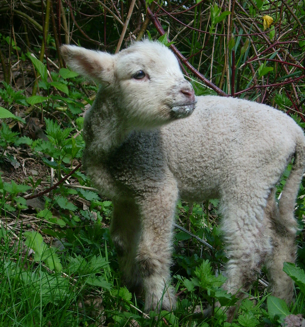 Lämmchen Foto &amp; Bild | tiere, tierkinder, natur Bilder auf fotocommunity