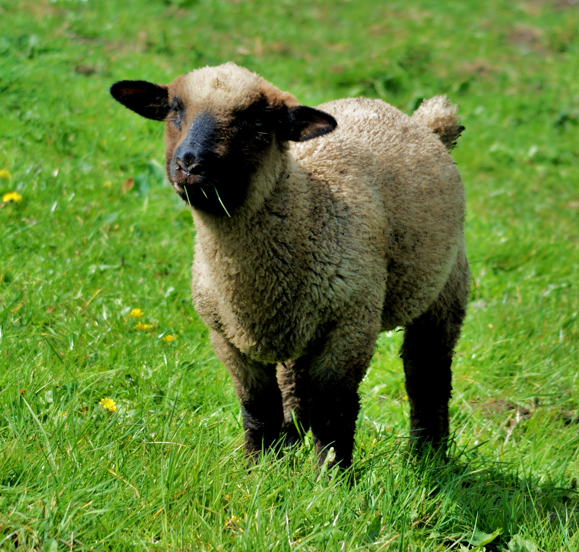 Lämmchen Foto &amp; Bild | tiere, tierkinder, wiese Bilder auf fotocommunity