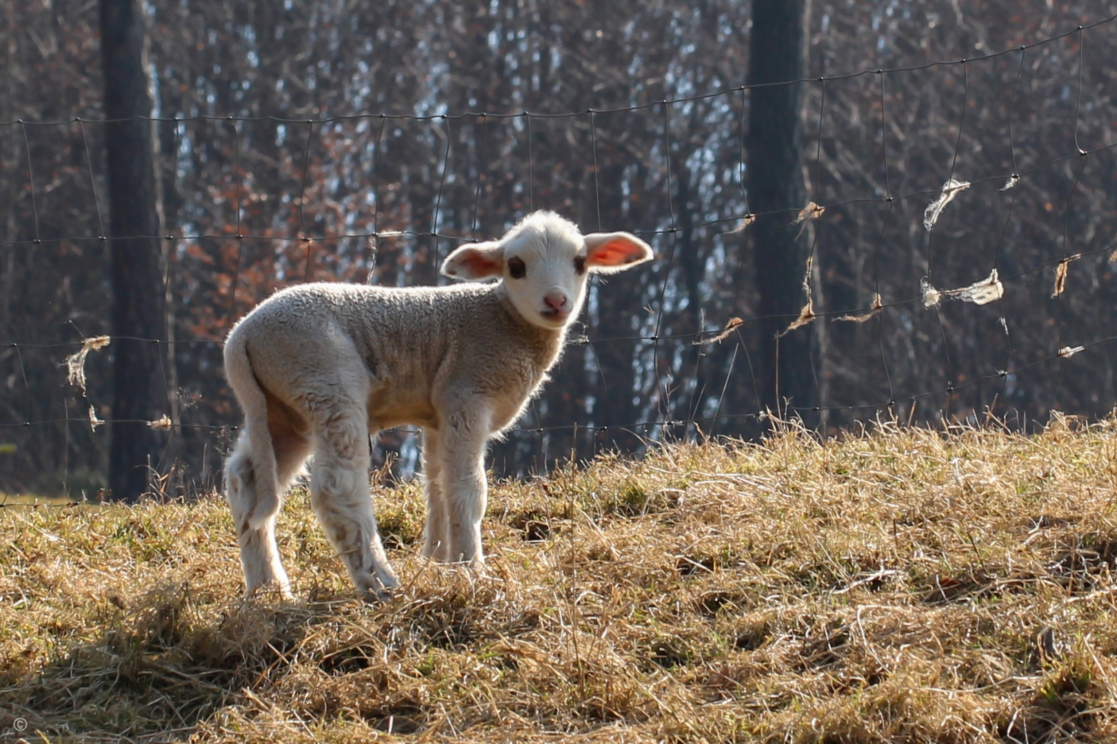 Lämmchen mit Brille Foto &amp; Bild | tiere, tierkinder, haustiere Bilder ...