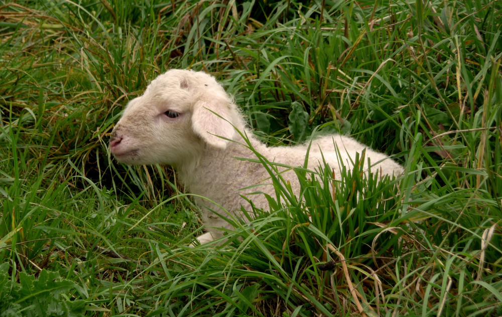 Lämmchen ohne Mama auf der Weide