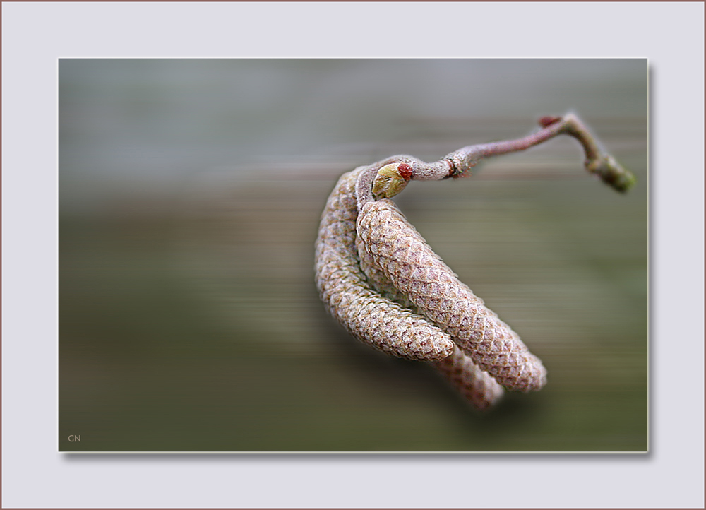 Lämmchen sehnen sich nach Frühling