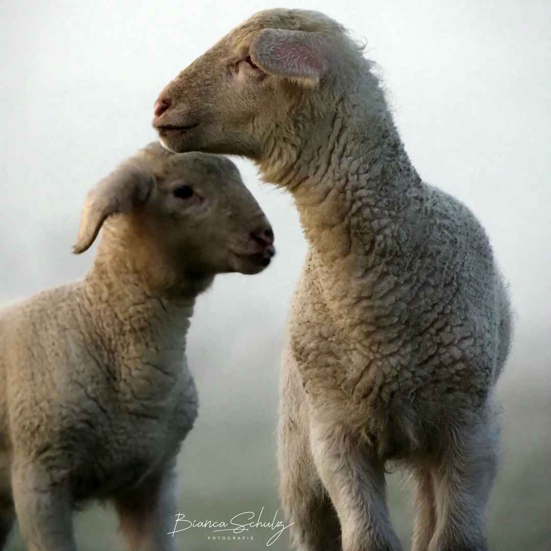 Lämmer Foto & Bild tiere, fotos, outdoor Bilder auf