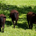 Lämmer auf der Streuobstwiese