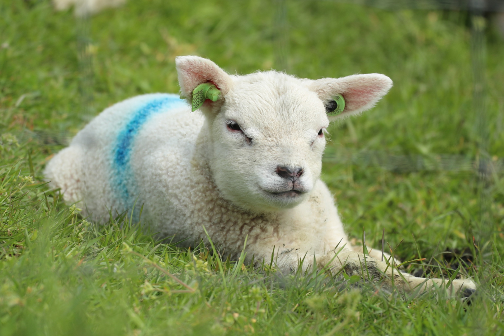 Lämmer in Texel