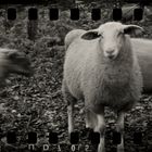 Lämmer und Schafe