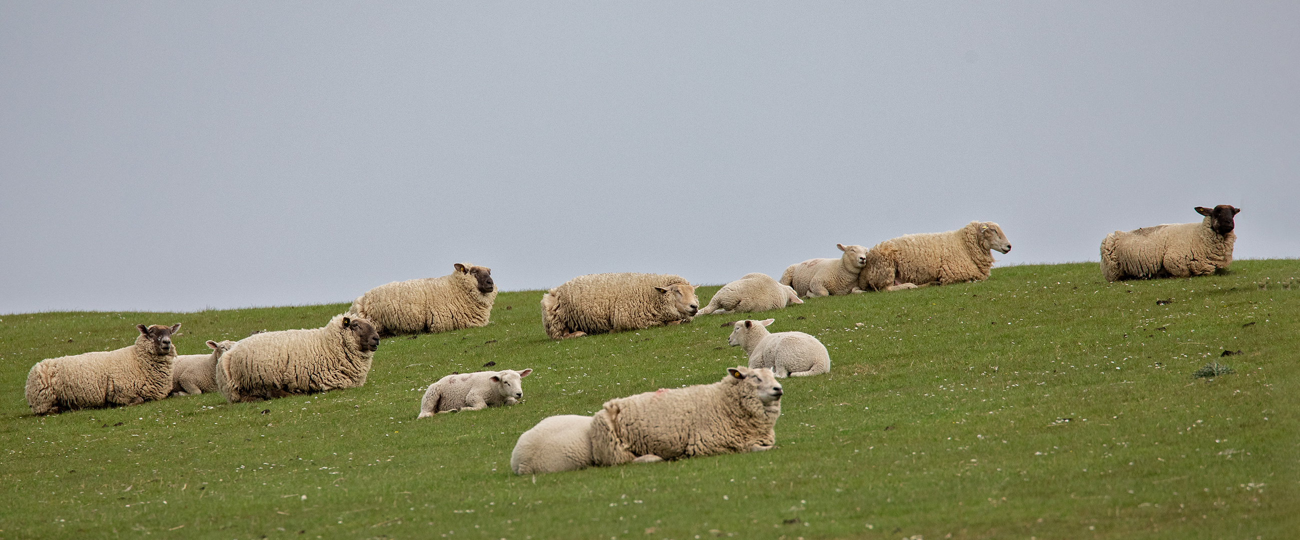 Lämmer und Schafe 