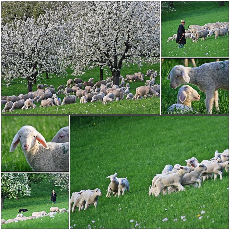 Lämmer*Frühling