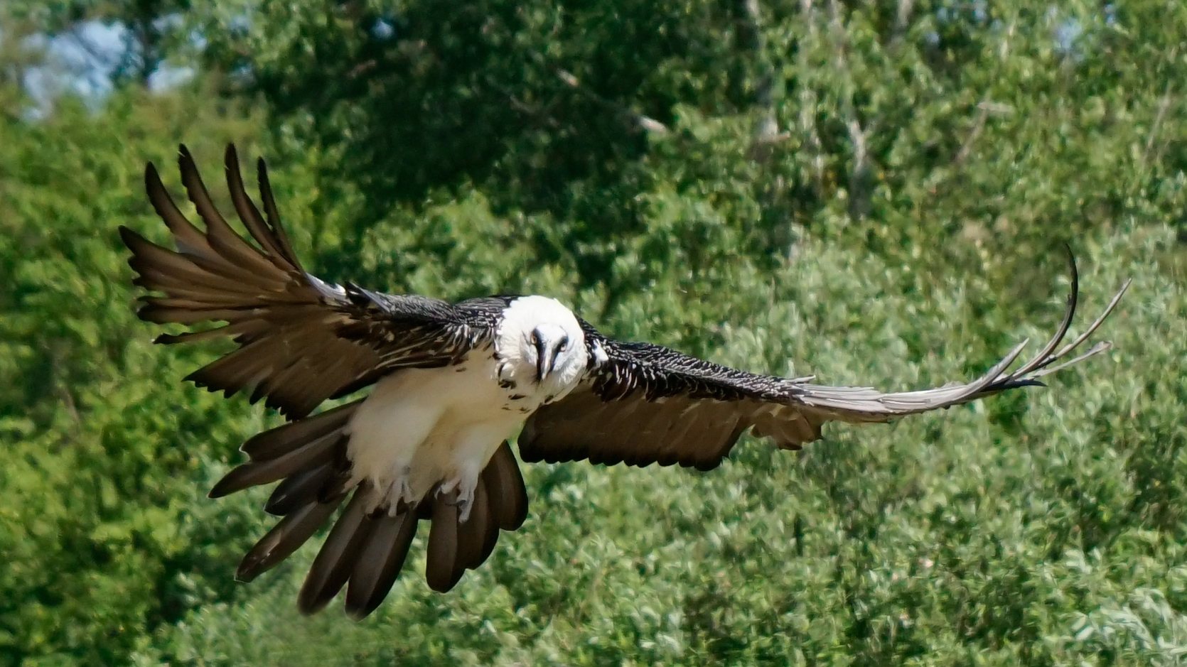 Lämmergeier im Anflug