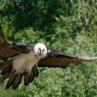 Lämmergeier im Anflug