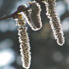 .."Lämmerschwänze" im Gegenlicht