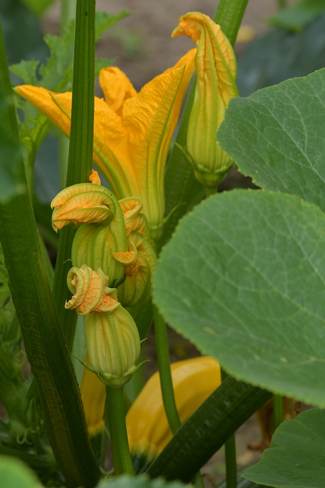 Lämmerspieler Wiesen: Die Zucchini vom Naturkindergarten 01