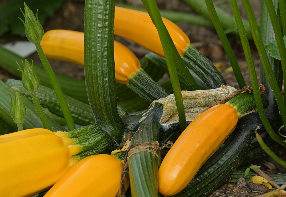 Lämmerspieler Wiesen: Die Zucchini vom Naturkindergarten 02