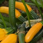 Lämmerspieler Wiesen: Die Zucchini vom Naturkindergarten 02