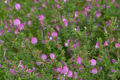 Lämmerspieler Wiesen: Hauhechel – Pink