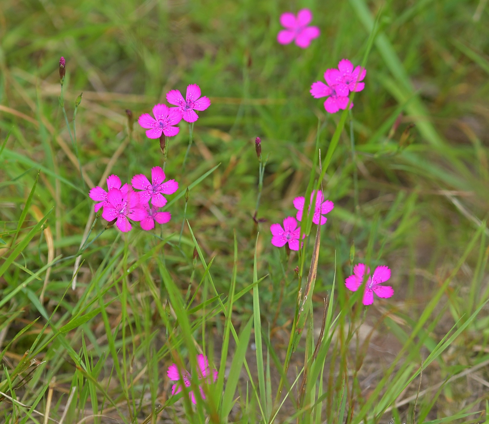 Lämmerspieler Wiesen: Heide – Nelken, pinke Leuchttupfen im Gras