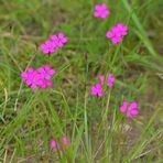 Lämmerspieler Wiesen: Heide – Nelken, pinke Leuchttupfen im Gras