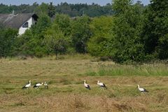 Lämmerspieler Wiesen: Weißstorch Treffen 05