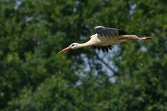 Lämmerspieler Wiesen: Weißstorch Treffen 07