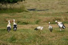 Lämmerspieler Wiesen: Weißstorch Treffen 09