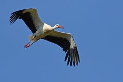 Lämmerspieler Wiesen: Weißstorch Treffen 12