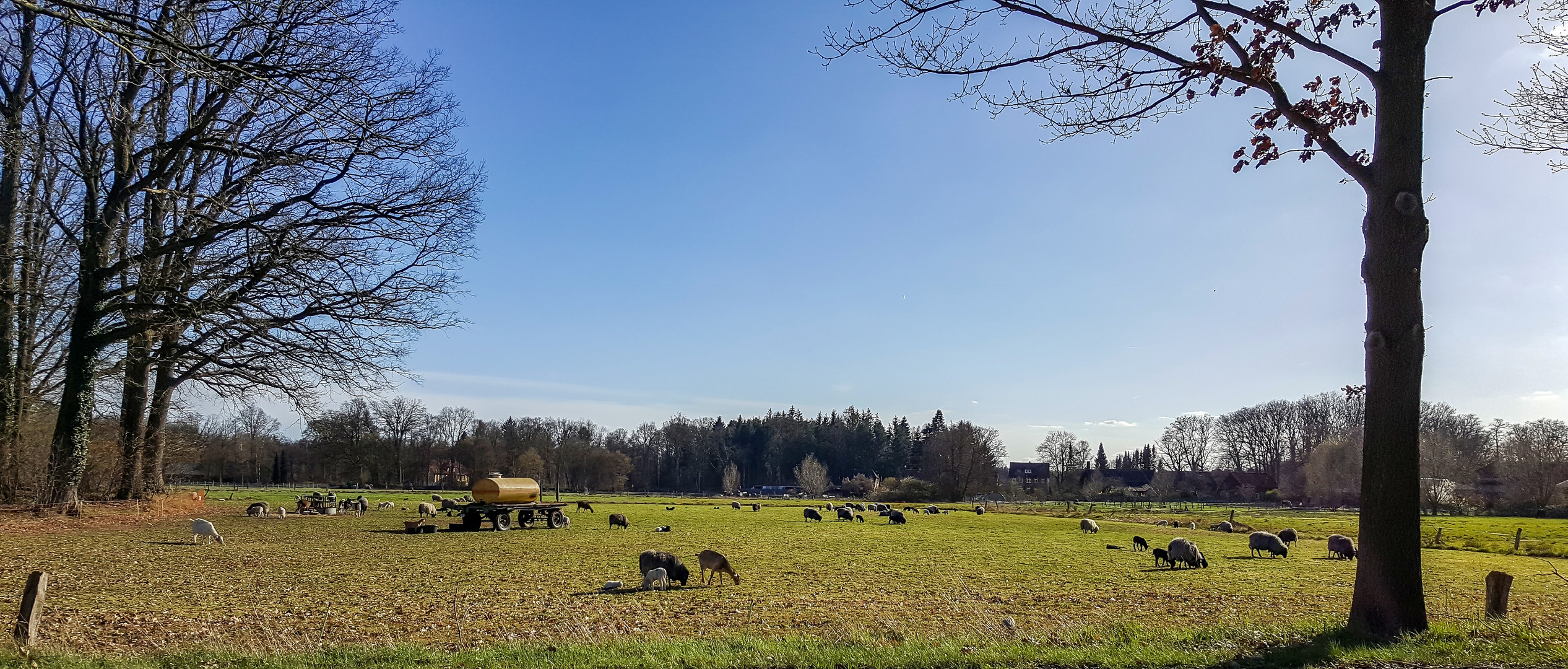 Lämmerzeit bei den Heidschnucken