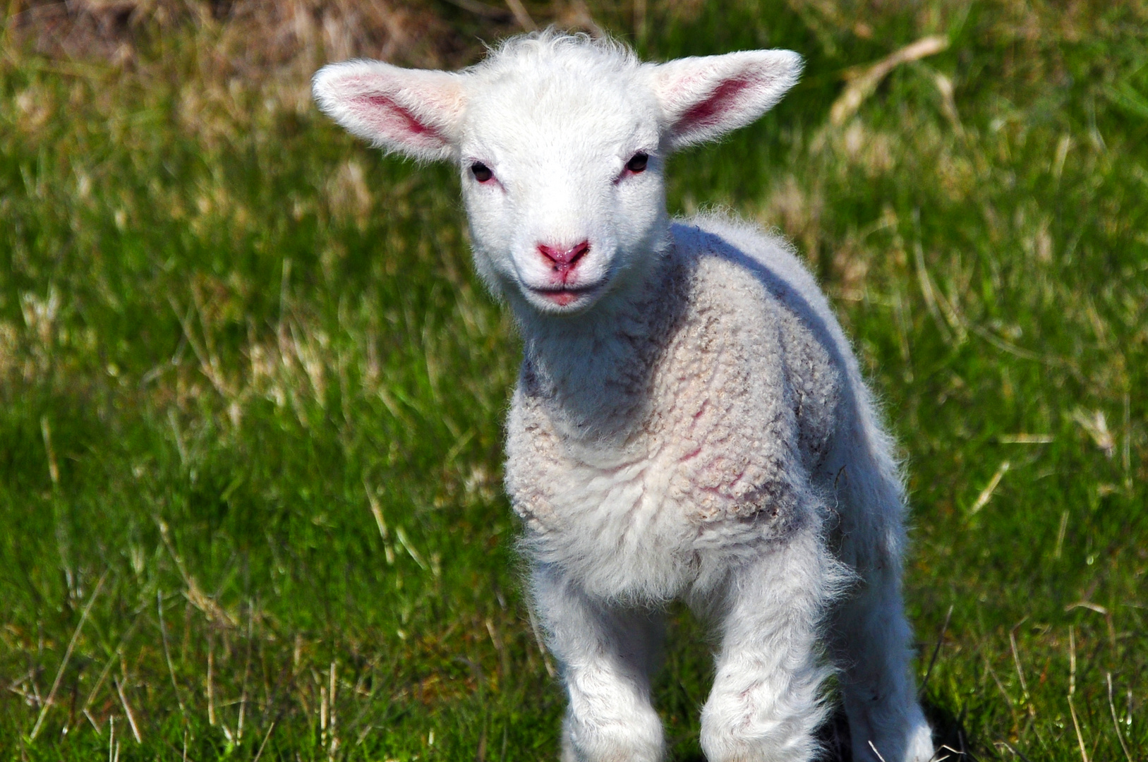 Lämmlein auf der Weide Foto &amp; Bild | tiere, tierkinder, ostern Bilder ...